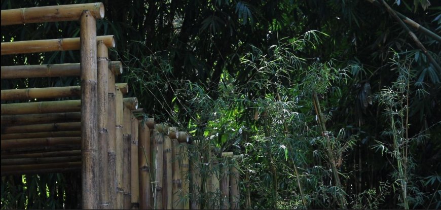 The Sacred Bamboo Forest of Penglipuran Village: A Revered Natural Heritage