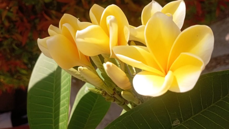 Plumeria: Not Only Beautiful Flowers , but The Bark is also Useful