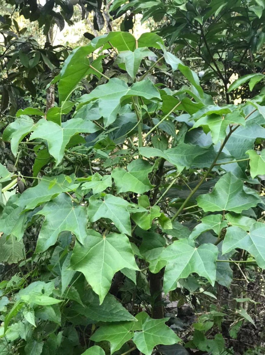 Daun Kemiri (Sumber Foto : Koleksi Pribadi)