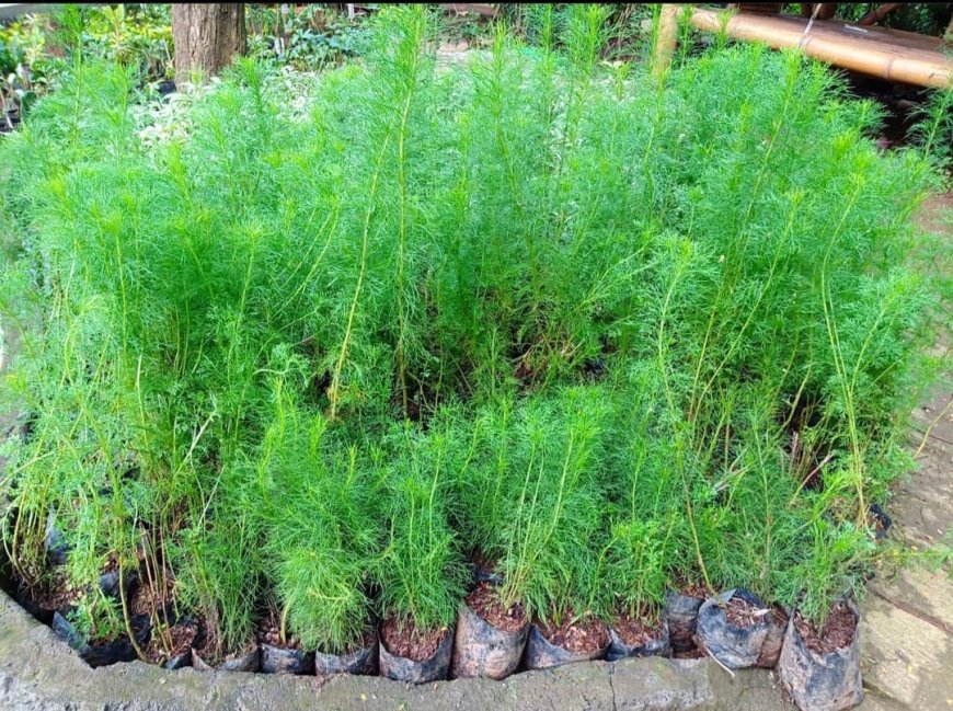The Efficacy of Fennel Plant as Traditional Balinese Herbal Medicine