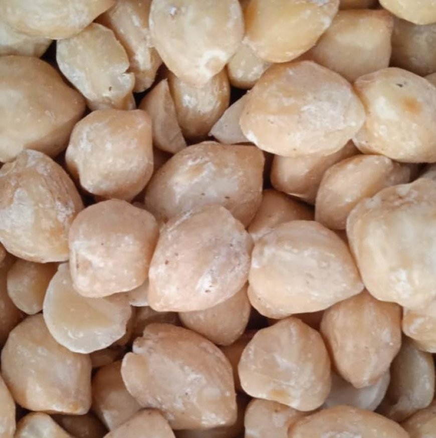 The Secret Wealth of Candlenut : Its Oil-Rich Seeds Reveal Its Multiple Benefits