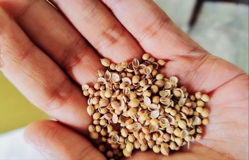 Coriander Seeds: Culinary Spice and Remedy for Mental Illness