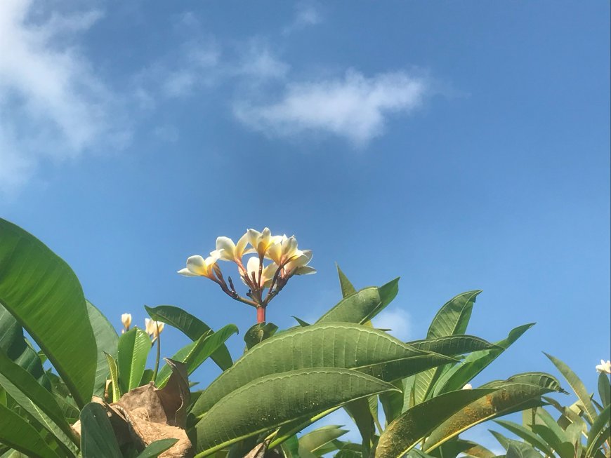 Behind the Beauty of The Frangipani Tree, It has Many Benefits