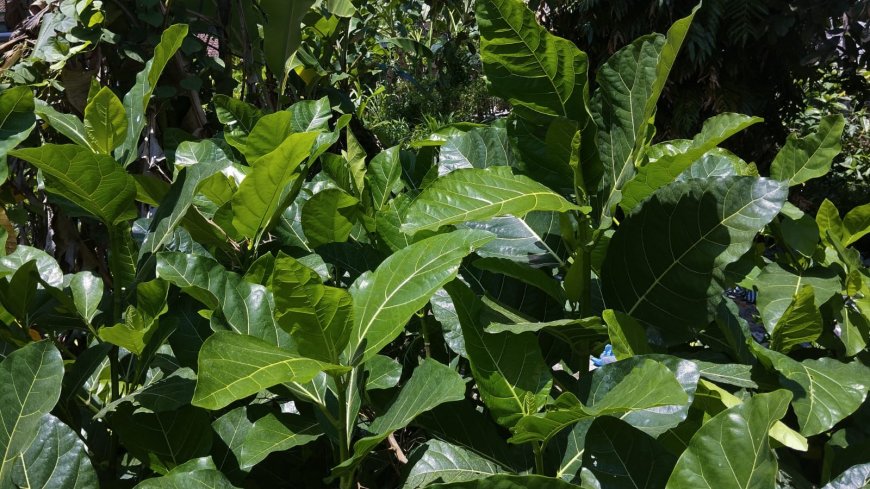 Awar-awar Leaves: Benefits Rarely Known by the Public