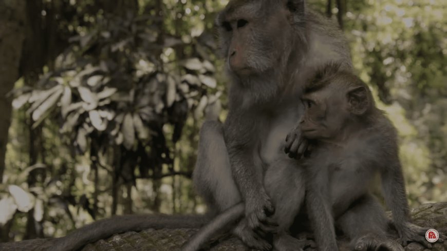 Wenara Wana Sacred Mandala: A Sacred Animal Conservation Site
