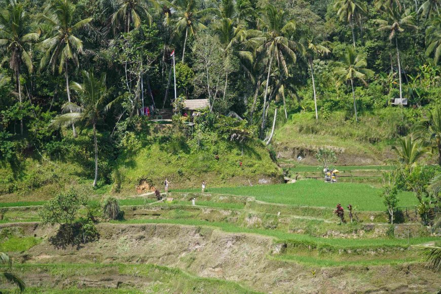 Ceking, Tegalalang, offers a beautiful side of Bali's Terraces.