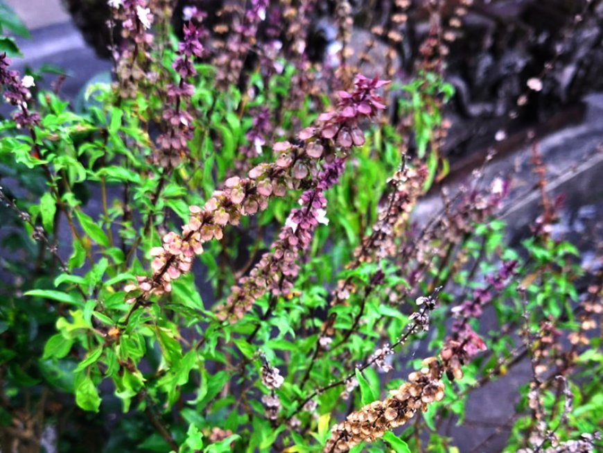 Selasih : Basil Plant with many Health Benefits