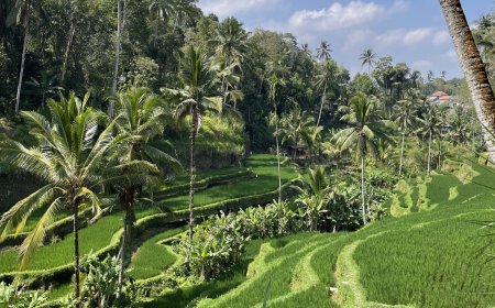 The History of Tegalalang Rice Terrace : From Bali's Agriculture to a Sustainable Tourism Destination