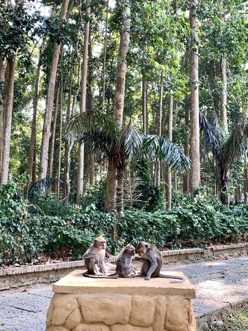 Sangeh Monkey Forest: A Wonderful Place of Hundreds Tame Monkey