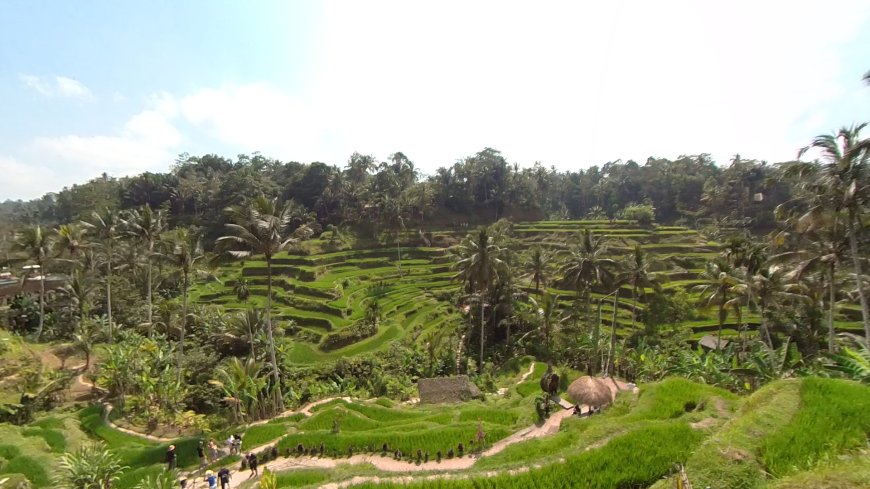 Virtual Tour of Tegalalang Rice Terrace