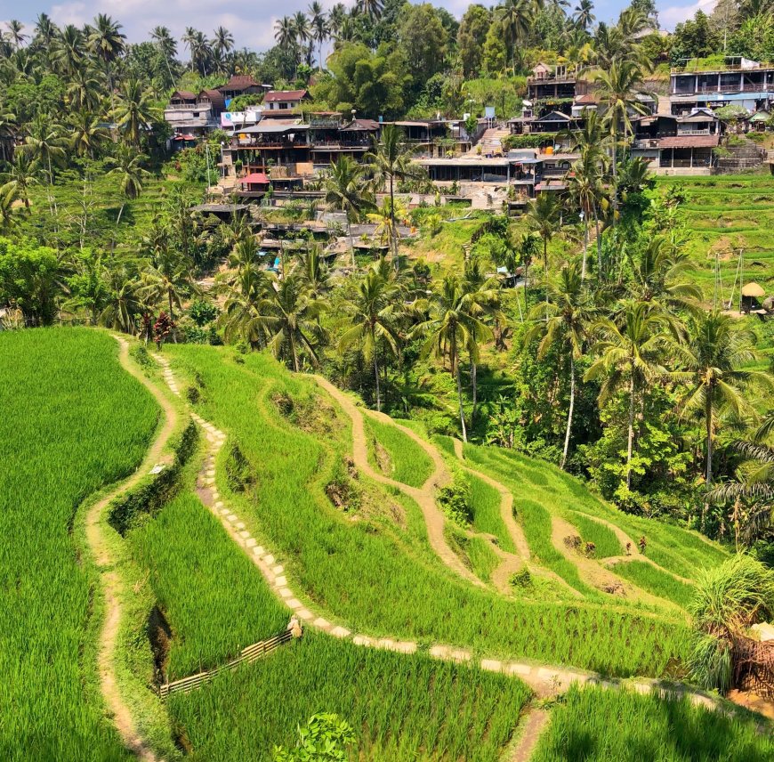 Tegalalang Rice Terrace : Unveiling the Beauty of Nature and Tourism in Bali