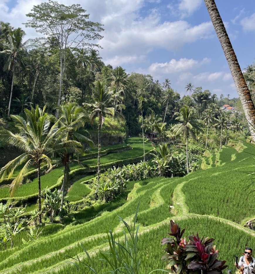 The History of Tegalalang Rice Terrace : From Bali's Agriculture to a Sustainable Tourism Destination