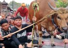 Mejaga-Jaga: Sacred Caru Seizes the Blood of a Cow Slashed by Blakas Sudamala