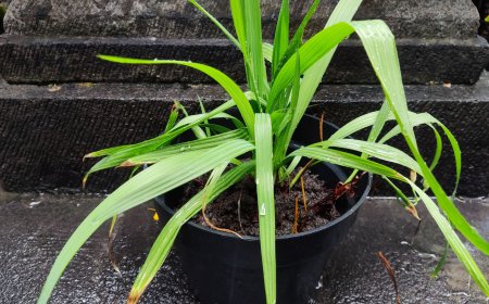 Bawang Adas: Tubers with Abundant Health Benefits