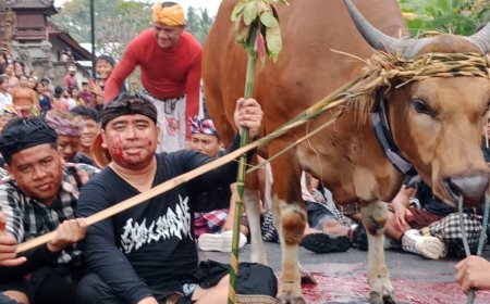 Mejaga-jaga: Caru Sakral Rebut Darah Sapi Hasil Tebasan Blakas Sudamala