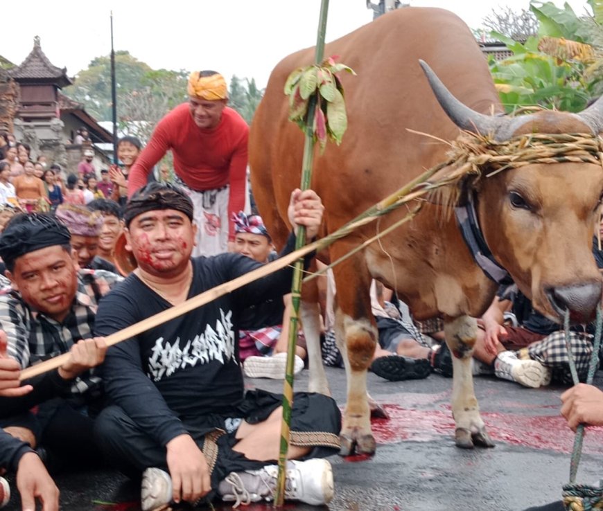 Mejaga-Jaga: Sacred Caru Seizes the Blood of a Cow Slashed by Blakas Sudamala