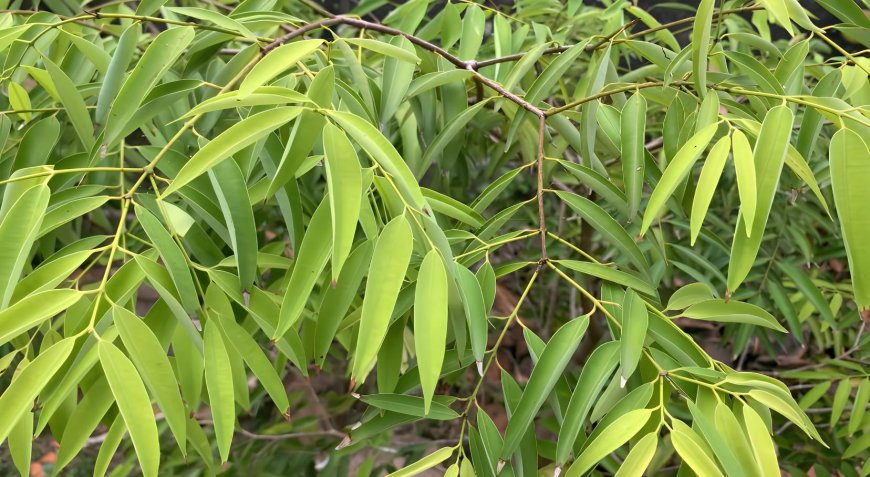 The Nagasari Tree: Revealing Hidden Energy in Balinese Traditional Medicine