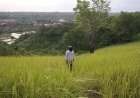Bukit Belong: Painting the Beauty of Nature with the Green Grass Fields