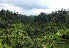 Abian Desa Rice Terrace Pakudui: Mesmerizing with the Exotic Charm of Rice Terraces