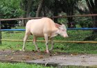 Mengggali Kearifan Lokal: Peran Simbolis Tradisi Lembu Putih Di Desa Adat Taro