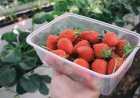 Wisata Kebun Strawberry di Desa Candikuning