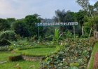 Keindahan Taman Kunang-Kunang Desa Taro,Gianyar