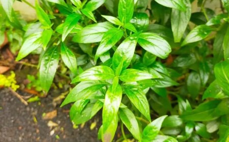 Important properties of SambiLOto leaves in traditional Balinese medicine