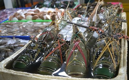 Pasar Ikan Kedonganan: Petualangan Eksplorasi Hasil Laut dan Menikmati Lezatnya Ikan Bakar di Pantai Kedonganan