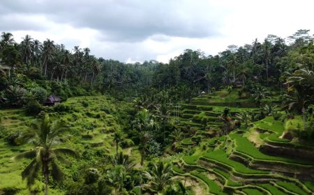 Abian Desa Rice Terrace Pakudui: Mesmerizing with the Exotic Charm of Rice Terraces