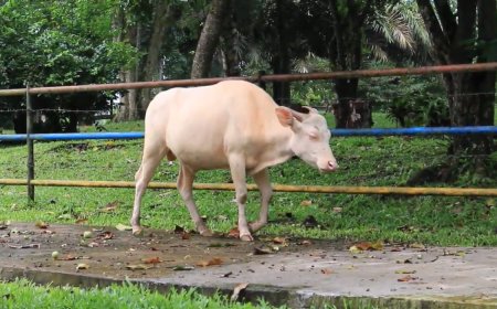 Exploring Local Wisdom: The Symbolic Role of White Ox Tradition in Taro Traditional Village