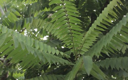 Manfaat Daun Belimbing Wuluh Sebagai Obat Batuk dan Asma