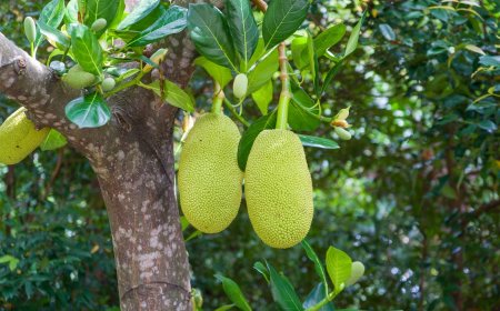 Peek at the Benefits of Jackfruit Leaves as Traditional Balinese Medicine
