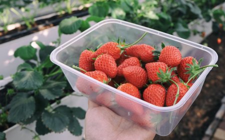 Wisata Kebun Strawberry di Desa Candikuning