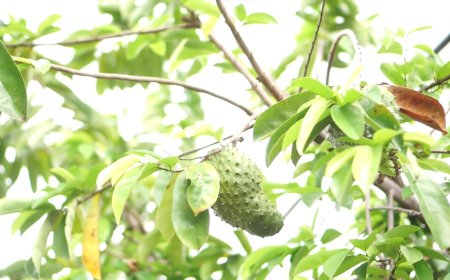 Daun Sirksak : Obat Alami Mengobati Asam Urat