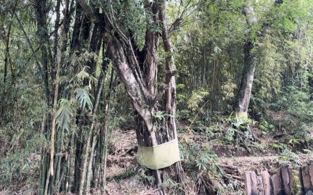 Unique! This Tigawasa Village has a temple without a physical building in the middle of the forest