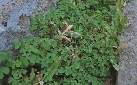 The Benefits of Clover Leaves: Traditional Treatment for Cough and Cold