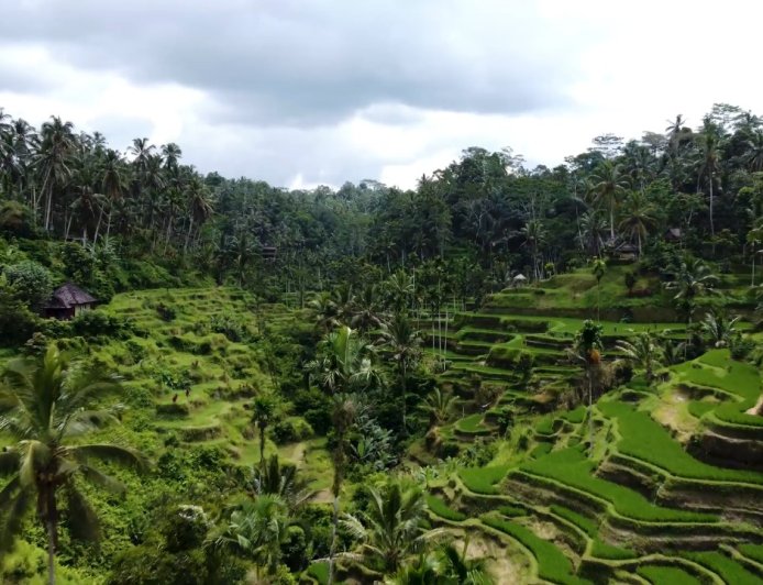 Abian Desa Rice Terrace Pakudui: Mesmerizing with the Exotic Charm of Rice Terraces