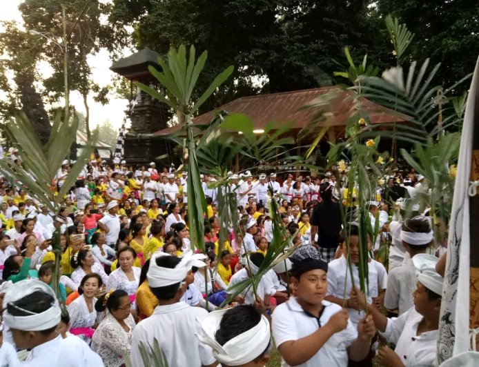 Menelusuri Keunikan Tradisi Ngerebek Desa adat Kukuh