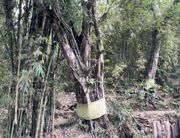 Unique! This Tigawasa Village has a temple without a physical building in the middle of the forest