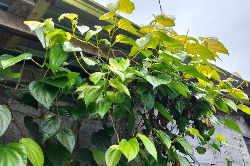 Betel Leaves: The Key to Traditional Balinese Health with Millions of ...