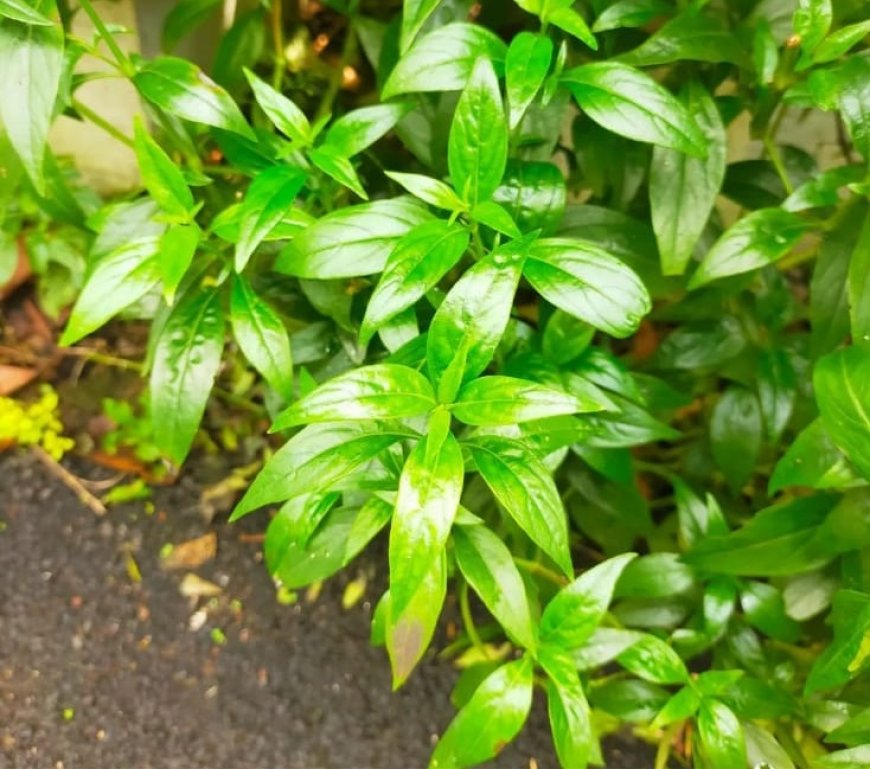 Important properties of SambiLOto leaves in traditional Balinese medicine