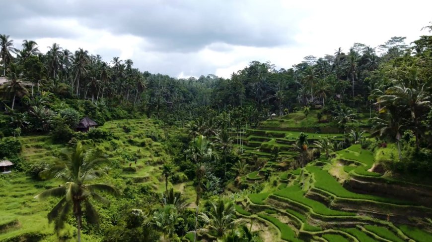Abian Desa Rice Terrace Pakudui: Mesmerizing with the Exotic Charm of Rice Terraces