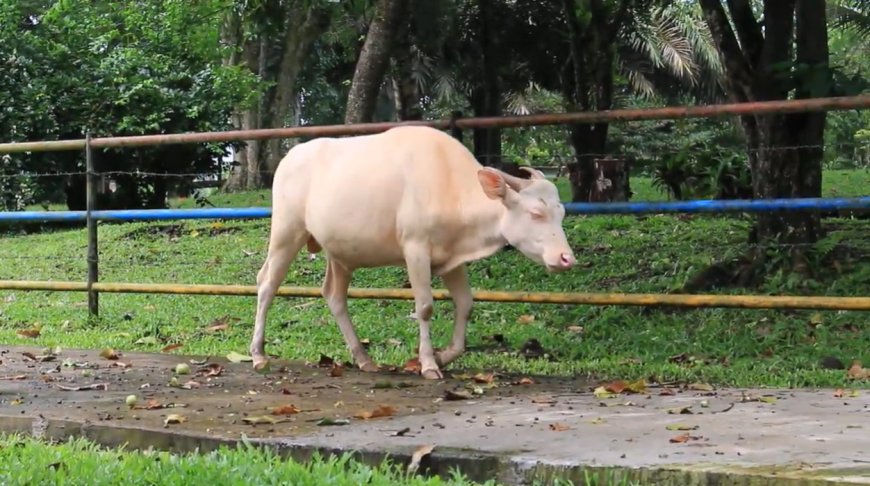 Exploring Local Wisdom: The Symbolic Role of White Ox Tradition in Taro Traditional Village