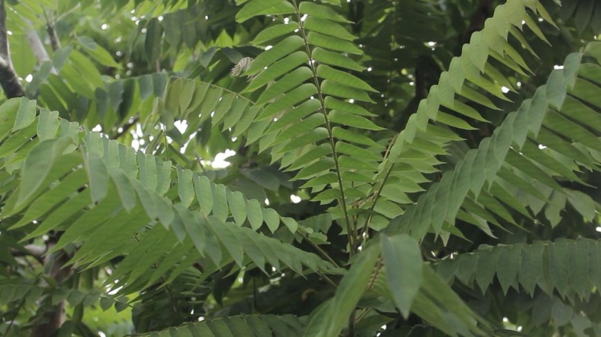 Benefits of Starfruit Leaves as a Cough and Asthma Medicine