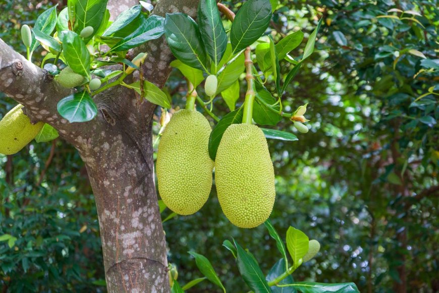 Mengintip Manfaat Daun Nangka sebagai Pengobatan Tradisional Bali