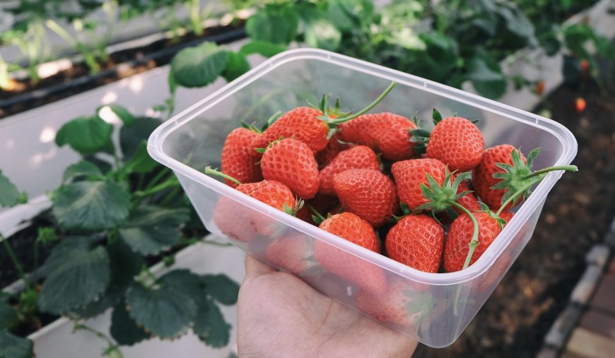 Strawberry Fields Tour in Candikuning Village