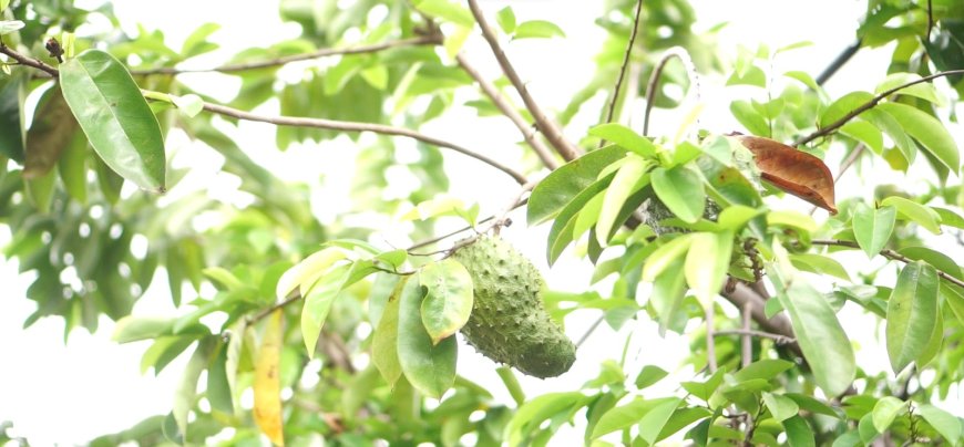 Sirksak Leaf: Natural Medicine to Treat Gout