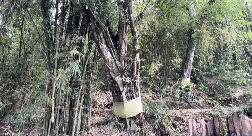 Unique! This Tigawasa Village has a temple without a physical building in the middle of the forest