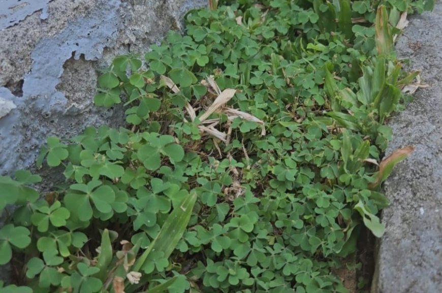 The Benefits of Clover Leaves: Traditional Treatment for Cough and Cold