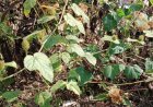 Rambusa: The Health Secrets of a Rarely Known Wild Plant